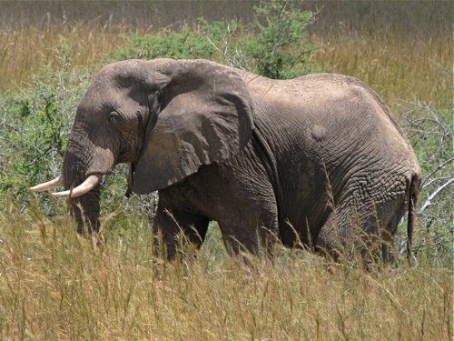 African elephant. Photo by Rick Taylor. Copyright Borderland Tours. All rights reserved.
