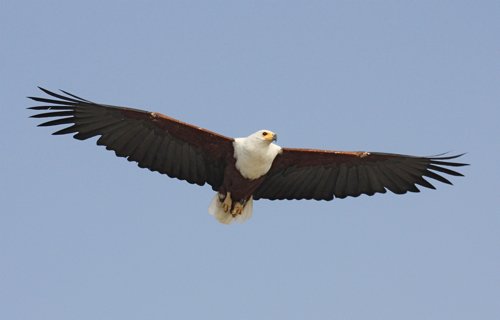 African fish-eagle. Photo by Moez Ali. All rights reserved.