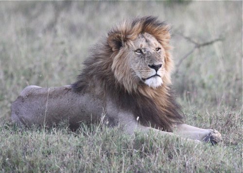 African lion. Photo by Moez Ali. All rights reserved.