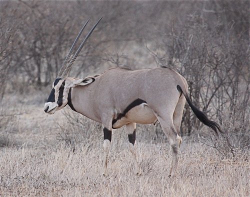 Beisa oryx. Photo by Moez Ali. All rights reserved.