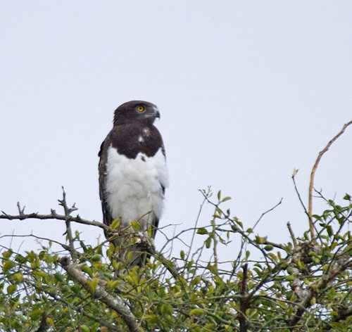 Black-chested snake-eagle. Photo by Dave Semler. All rights reserved.