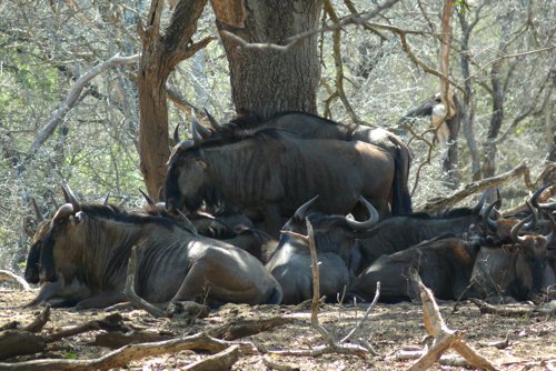 Blue wildebeest. Photo by Rick Taylor. Copyright Borderland Tours. All rights reserved.