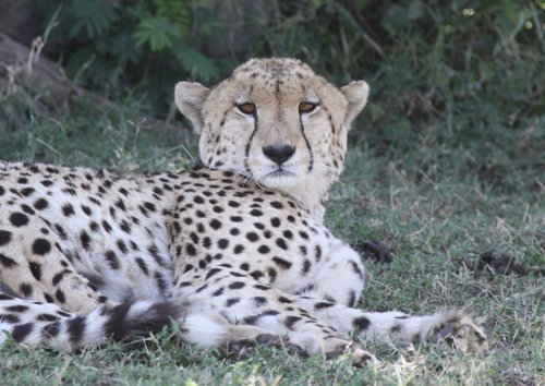 Cheetah in repose. Photo by Moez Ali. All rights reserved.