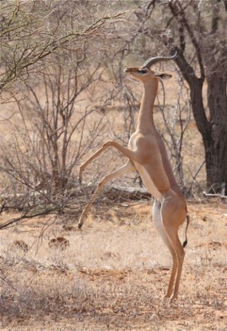 Gerenuk. Photo by Moez Ali. All rights reserved.
