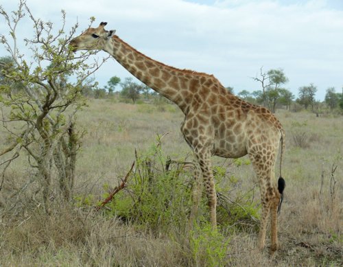 Giraffe. Photo by Rick Taylor. Copyright Borderland Tours. All rights reserved.