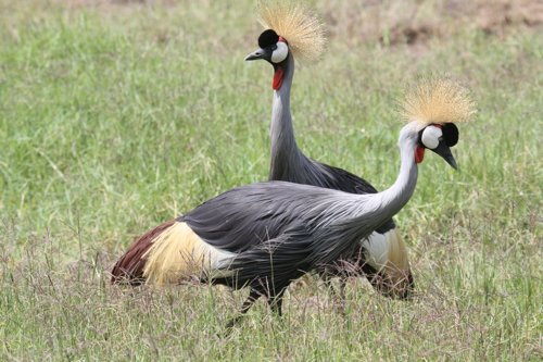 Gray crowned-cranes. Photo by Moez Ali. All rights reserved.
