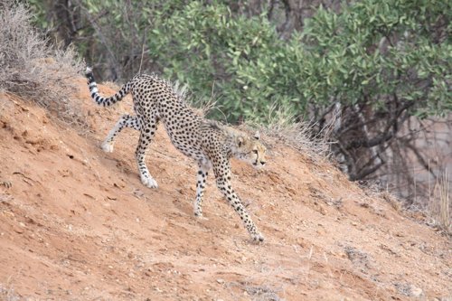 Hunting cheetah. Photo by Moez Ali. All rights reserved.