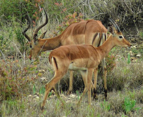 Impalas. Photo by Rick Taylor. Copyright Borderland Tours. All rights reserved.