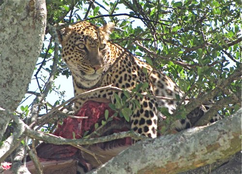 Leopard. Photo by Moez Ali. All rights reserved.