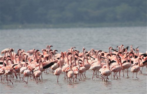 Lesser flamingos. Photo by Moez Ali. All rights reserved.