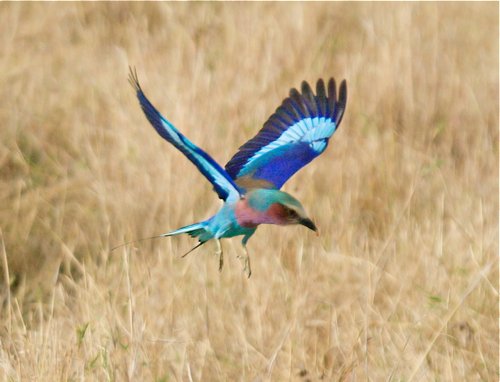 Lilac-breasted roller in flight. Photo by Dave Semler. All rights reserved.