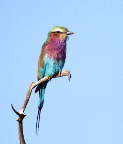Lilac-breasted roller perched. Photo by Dave Semler. All rights reserved.
