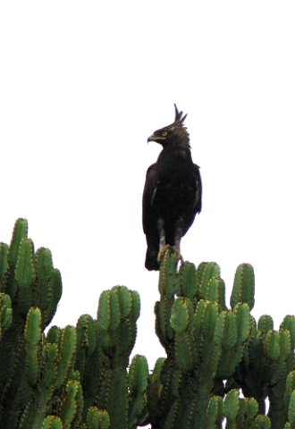 Long-crested eagle. Photo by Rick Taylor. Copyright Borderland Tours. All rights reserved.