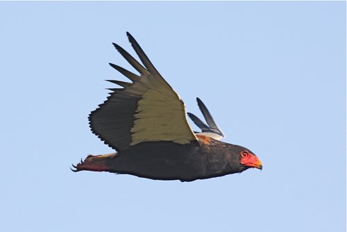 Male bateleur in flight. Photo by Moez Ali. All rights reserved.