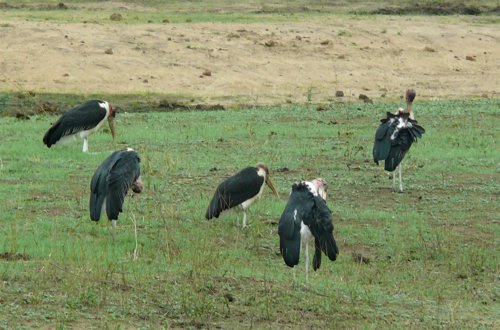 Marabou storks. Photo by Rick Taylor. Copyright Borderland Tours. All rights reserved.