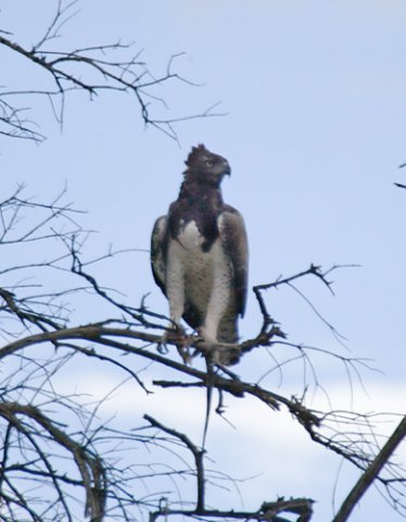 Martial eagle. Photo by Dave Semler. All rights reserved.