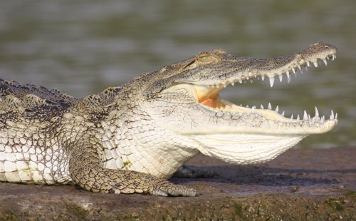 Nile crocodile. Photo by Moez Ali. All rights reserved.
