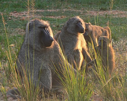 Olive baboons. Photo by Rick Taylor. Copyright Borderland Tours. All rights reserved.