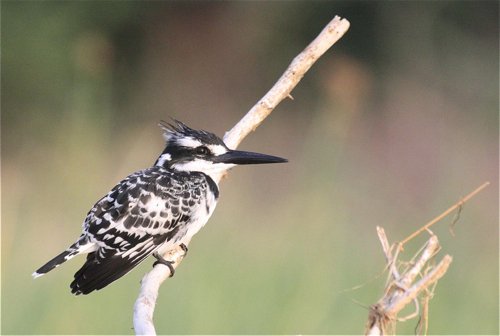 Pied kingfisher. Photo by Moez Ali. All rights reserved.