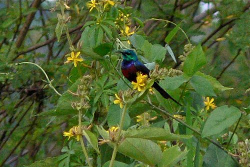 Red-chested sunbird. Photo by Rick Taylor. Copyright Borderland Tours. All rights reserved.