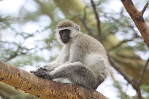 Vervet monkey. Photo by Moez Ali. All rights reserved.