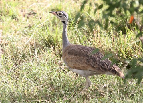 White-bellied bustard. Photo by Moez Ali. All rights reserved.