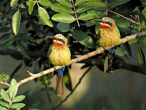 White-fronted bee-eaters. Photo by Rick Taylor. Copyright Borderland Tours. All rights reserved.