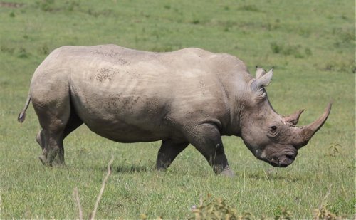 White rhinoceros. Photo by Moez Ali. All rights reserved.