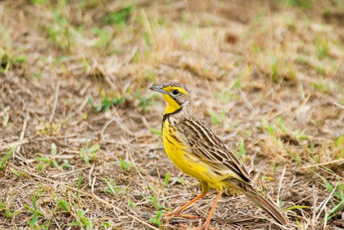 Yellow-throated longclaw. Photo by Dave Semler. All rights reserved.