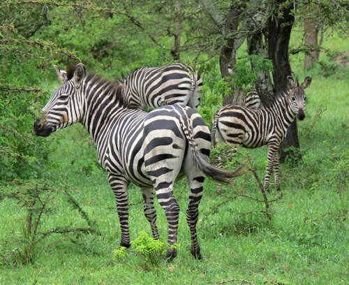 Zebras. Photo by Rick Taylor. Copyright Borderland Tours. All rights reserved.