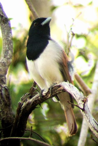 Rufous vanga. Photo by Rick Taylor. Copyright Borderland Tours. All rights reserved.