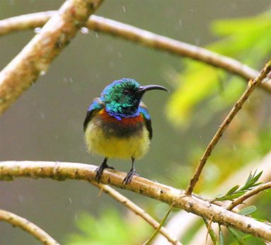 Souimanga sunbird. Photo by Adam Riley. All rights reserved.