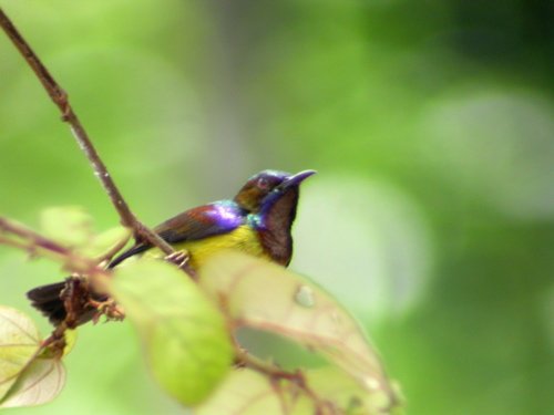 Brown-throated sunbird. Photo by Adam Riley. All rights reserved.