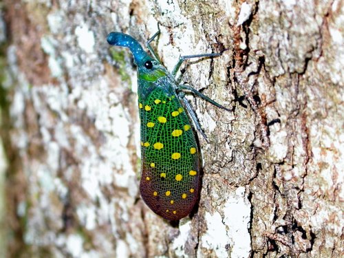Lantern bug. Photo by Adam Riley. All rights reserved.