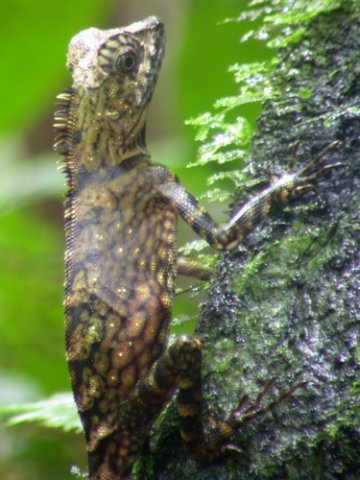 Lizard at taman negara. Photo by Adam Riley. All rights reserved.