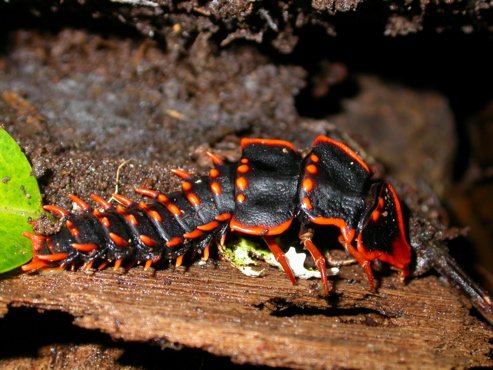 Trilobite beetle. Photo by Adam Riley. All rights reserved.