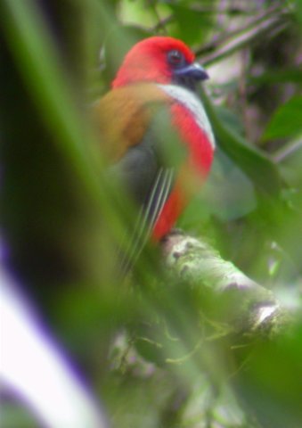 Whiteheads trogon. Photo by Adam Riley. All rights reserved.