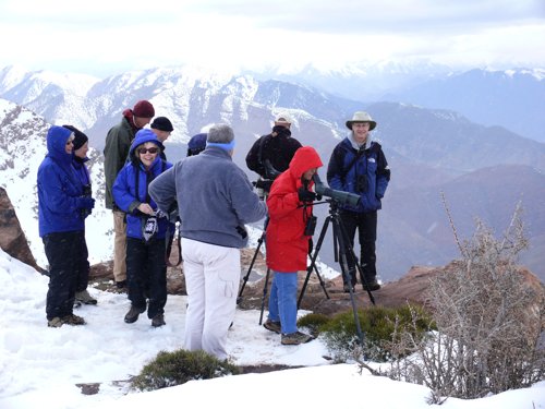 Looking at the alpine accentor. Photo by Rick Taylor. Copyright Borderland Tours. All rights reserved. 