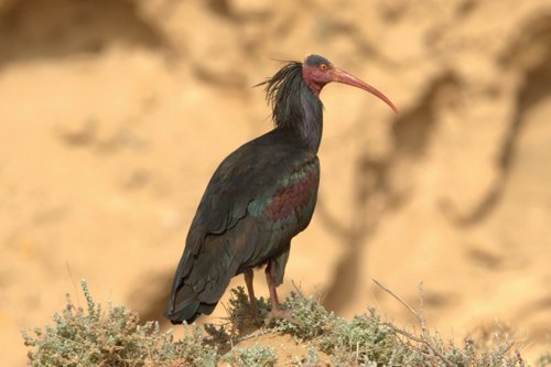 Northern bald ibis. Photo by Adam Riley. All rights reserved.