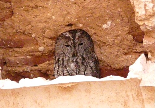 Tawny owl roosting in tin mal mosque. Photo by Mike West. All rights reserved. 
