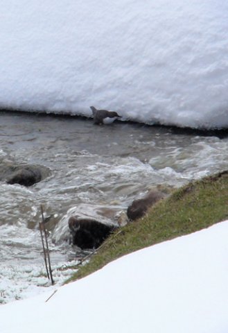 White-throated dipper. Photo by Rick Taylor. Copyright Borderland Tours. All rights reserved. 