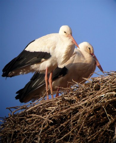 White storks nesting at boumalne. Photo by Rick Taylor. Copyright Borderland Tours. All rights reserved. 
