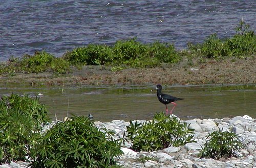 An endangered black stilt. Photo by David Semler and  Marsha Steffen. All rights reserved.