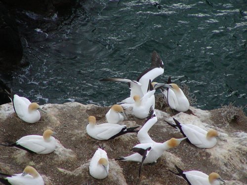 Australasian gannets. Photo by David Semler and  Marsha Steffen. All rights reserved.
