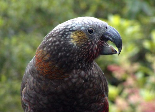 Kaka close-up. Photo by David Semler and  Marsha Steffen. All rights reserved.