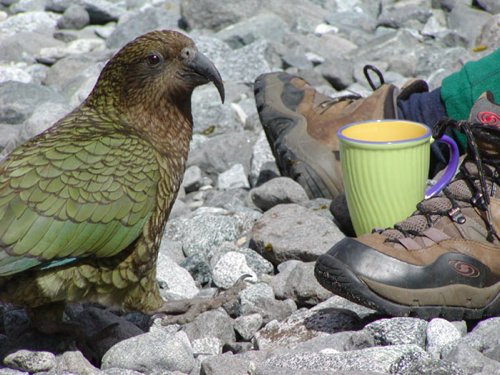 Kea begging lunch. Photo by David Semler and  Marsha Steffen. All rights reserved.