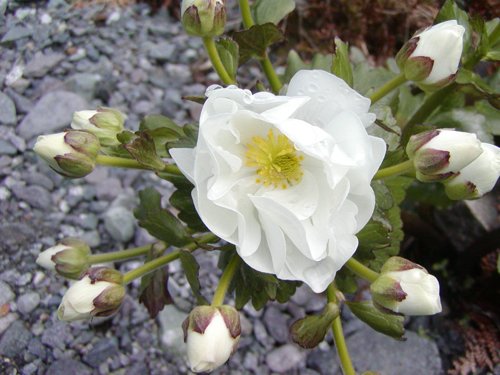 Mt cook daisy. Photo by David Semler and  Marsha Steffen. All rights reserved.