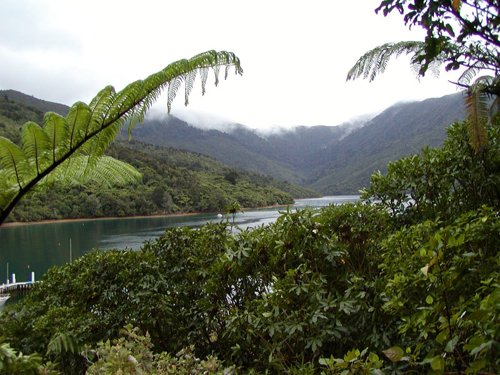 Punga cove. Photo by David Semler and  Marsha Steffen. All rights reserved.