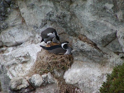 Spotted shag. Photo by David Semler and  Marsha Steffen. All rights reserved.