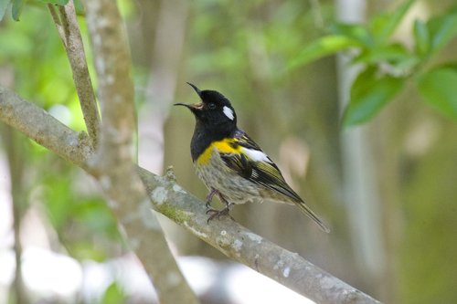 Stitchbird. Photo by David Semler and  Marsha Steffen. All rights reserved.